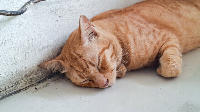 cute ginger tabby cat sleeping peacefully on the white floor near the wall indoors close up view
