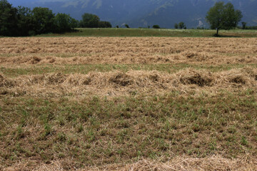 Cut hay in rows in the field on a sunny summer day. Harvested meadow in the northern Italy © saratm