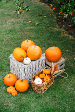 Autumn pumpkins and squashes, natural outdoor fall scene for Halloween, Thanksgiving, seasonal food, garden, countryside and lifestyle concepts