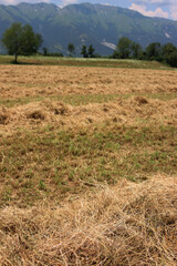 Cut hay in rows in the field on a sunny summer day. Harvested meadow in the northern Italy © saratm