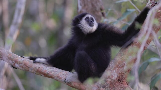 White-handed gibbon or Lar gibbon (Hylobates lar) black morph perched on tree branch looking around in natural rainforest