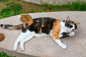 A cute calico cat is licking its paw © Sunny