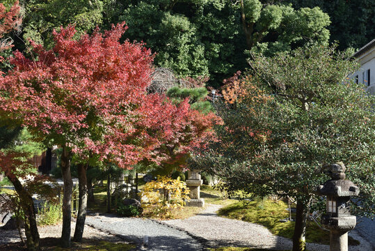 金戒光明寺　紫雲の庭　秋(京都市左京区)