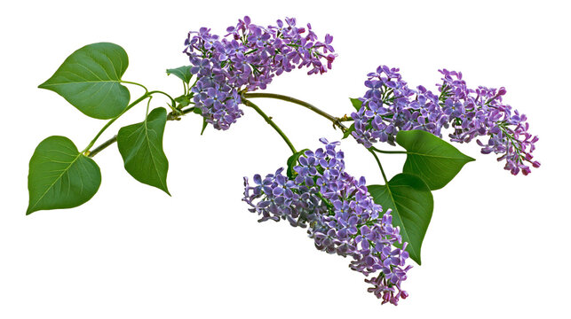 Isolated beautiful lilac flowers branch with vibrant green leaves blooming in spring