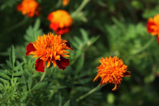 Tagetes patula nana &ldquo;Orange flame&rdquo; plants in bloom in the garden on summer 