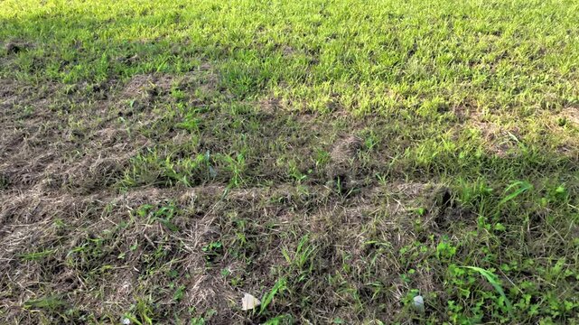 POV tracking shot looking down at a mix of dry and green grass while walking in a field in Japan.