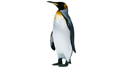 Obraz premium Isolated King Penguin standing majestically, an elegant Antarctic bird with vibrant yellow plumage.