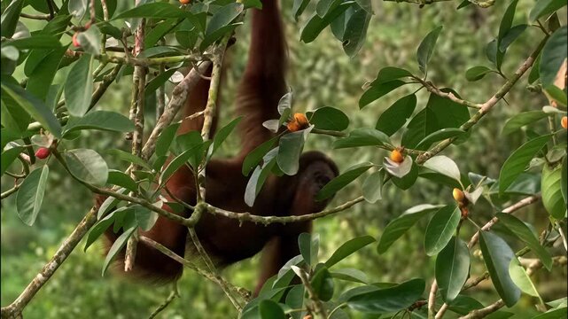 Wild orangutan hanging from tree branches in a lush tropical rainforest environment in Borneo