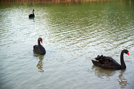 Black Swans swimming in the Al Qudra lake at sunset
