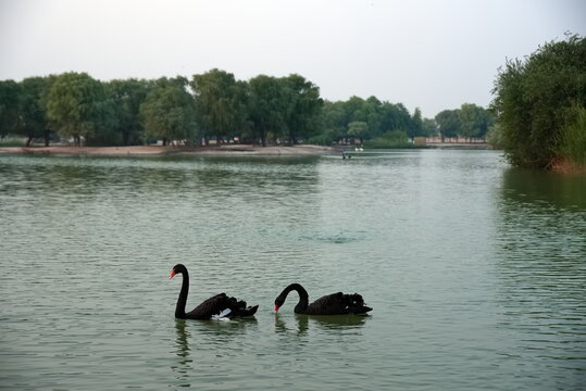 Black Swans swimming in the Al Qudra lake at sunset