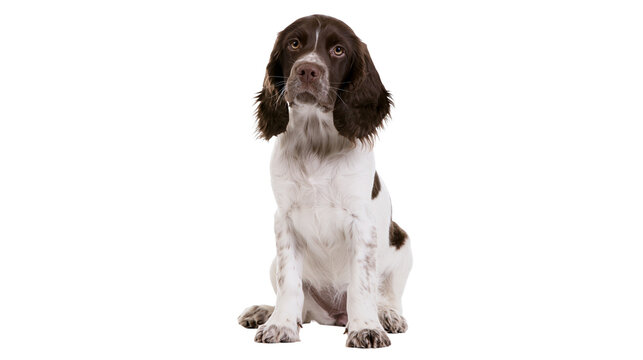 Isolated adorable young Springer Spaniel puppy dog sitting attentively looking forward in studio