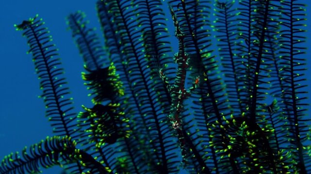 Ornate ghost pipefish, Solenostomus paradoxus, in Milna Bay, Papua New Guinea