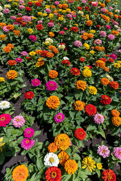 Vibrant flower bed bursting with blooming zinnias in shades of red orange yellow pink and white petals seen from above in a decorative city garden, Yerevan, Armenia