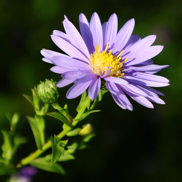 Herbstaster einzelne Bl&uuml;te mit Schatten