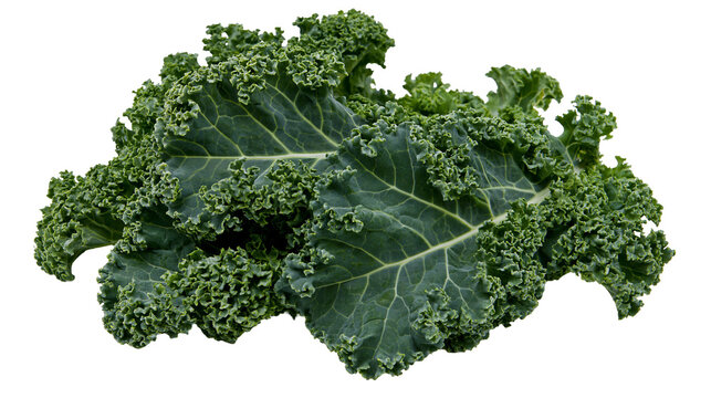 Isolated fresh curly green kale leaves, healthy organic superfood vegetable ingredient