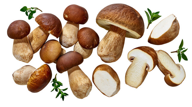 Isolated fresh whole and sliced porcini mushrooms with green herbs arranged for culinary use