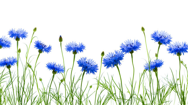 Isolated vibrant blue cornflowers, green stems, and fresh buds in a beautiful floral border.