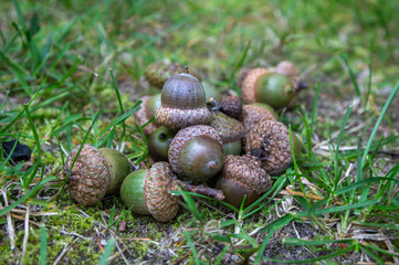 Close up of Northern red oak acorns with textured caps arranged on natural surfaces during autumn showcasing mature tree seeds © Iva
