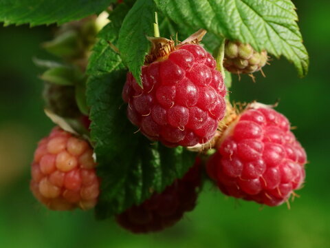 Himbeeren ende September