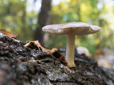 Pluteus mushroom growing on a fallen log in woodland, side view with a soft green background