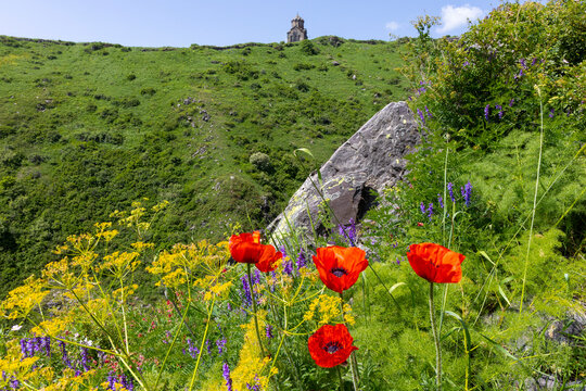 Red poppies and wild herbs flourish on a rocky hillside beneath Vahramashen Church amid green grass scattered boulders and blooming yellow wildflowers, Amberd, Armenia