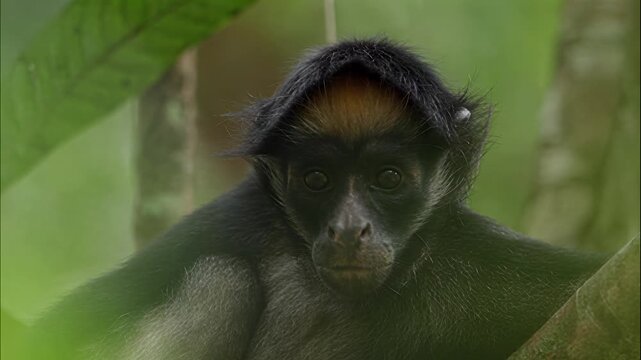 A Geoffroy's spider monkey rests peacefully within the lush green canopy of a tropical rainforest