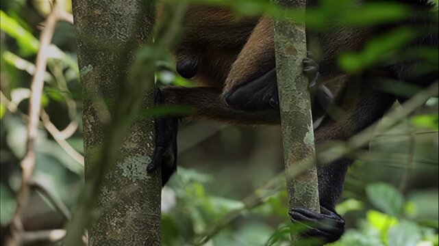 Spider monkey clinging to a tree trunk in the lush green canopy of a tropical rainforest habitat