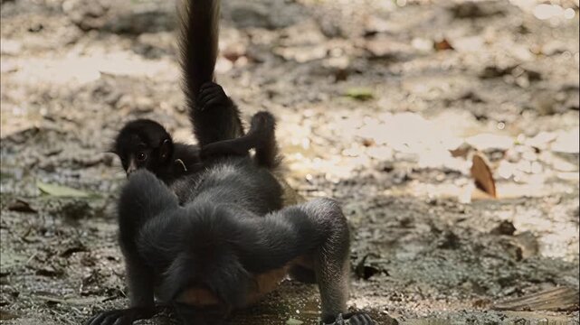 Geoffroy's spider monkey foraging on the muddy ground in a tropical forest environment