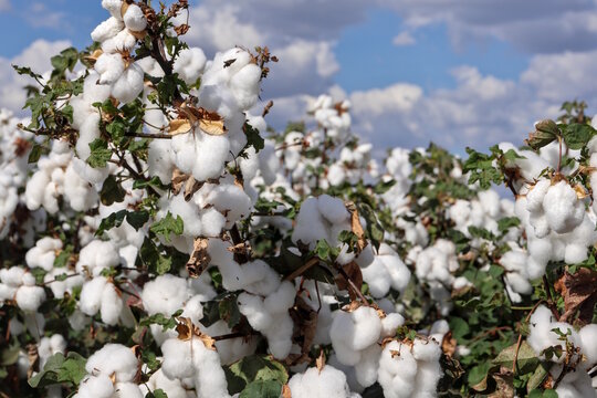 Close up view, raw cotton bolls ready for harvest, Kununurra, the Kimberley, Western Australia. Showcasing farming and agricultural industry in region. Background