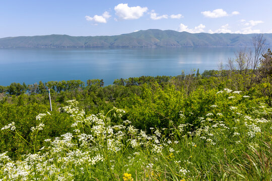 Scenic view of Lake Sevan seen from a grassy hillside covered with white wildflowers and lush greenery beneath a clear summer sky in the highland countryside, Sevanavank, Armenia