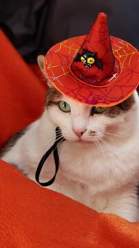 Domestic cat in an orange witch hat on Halloween. White and brown cat with green eyes lies on a bright orange background, dressed in a festive pointed hat with a bat figurine