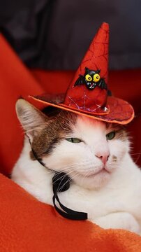 Cat celebrates Halloween. Holiday masquerade for animals, white cat with a funny expression on its face in an orange witch's hat. Pet in a Halloween costume, close-up of the face, pet supplies