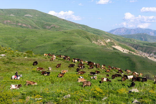 Herder on horseback leads a long line of cattle down a green hillside slope toward a meadow pasture in a scenic mountain valley during summer grazing season, Selim, Armenia