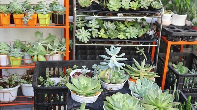 Succulent plants on shelves at flower shop, close-up. Rows of potted rosettes fill the display for sale. Concept of gardening, home decor, plant shopping and easy care.