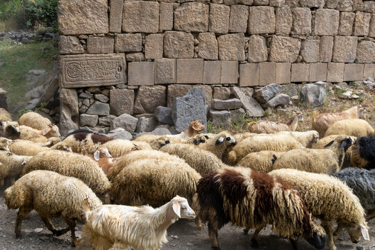 Flock of sheep and goats walks past an old stone wall engraved with a weathered Armenian inscription while grazing along a rustic countryside path, Eghegis, Armenia