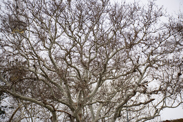 Fototapeta premium tree branches against blue sky background