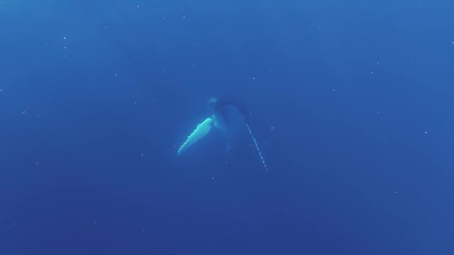 Humpback Whale Calf Approaching Snorkeling Tourists in Tonga Ocean
