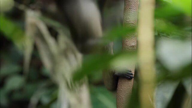 Geoffroy's spider monkey hanging on a tree branch in the lush tropical rainforest canopy