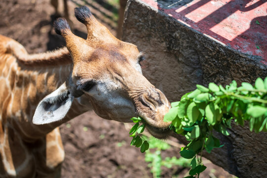 Tourists feed plant to giraffe in zoo, Siracha, Chon Buri, Thailand.