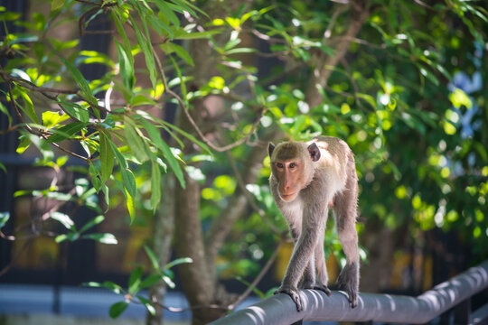 long-tailed macaque walk along metal railing outdoors by trees