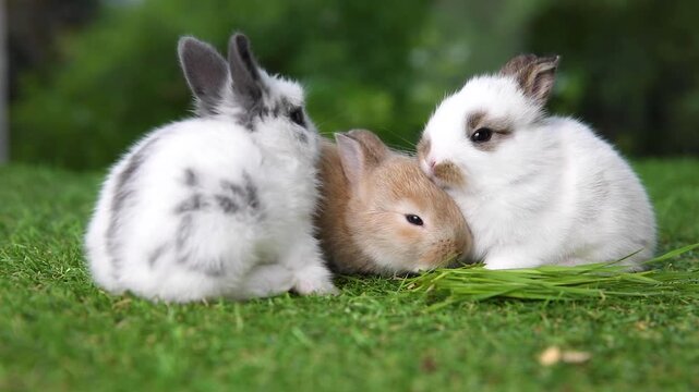  baby bunny easter rabbit eating food, carrot, grass on green garden nature with flowers background. Cute fluffy baby rabbits sniffing, looking around, nature life. Symbol of easter day.