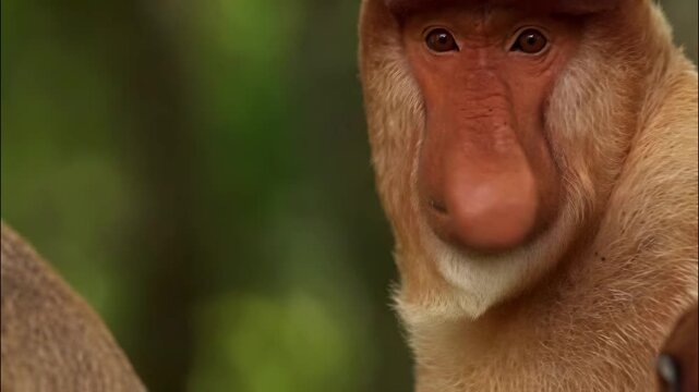Close up portrait of a male proboscis monkey in the wild tropical rainforest environment