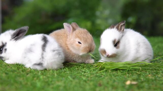  baby bunny easter rabbit eating food, carrot, grass on green garden nature with flowers background. Cute fluffy baby rabbits sniffing, looking around, nature life. Symbol of easter day.