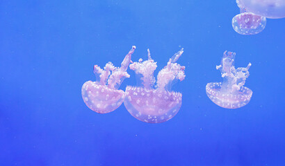 Group of spotted jellyfish swimming in blue water aquarium © Minakryn Ruslan 