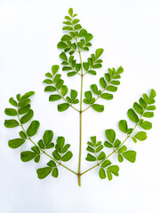 Fresh green moringa oleifera leaves isolated on white background. Healthy herbal superfood botanical leaf backdrop. © Setyotuhu