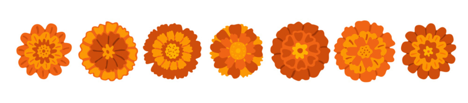 Marigold blossom flowers set. Hand drawn orange and red tagetes floral bloom collection. Flat vector illustration isolated on white background.