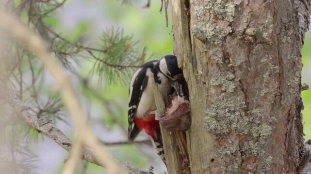 A captivating close up view of a great spotted woodpecker pecking on a tree trunk in its natural habitat, showcasing its dynamic movements.
