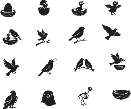 Bird life cycle illustrations showing hatching, nesting, and flight stages for educational and commercial use