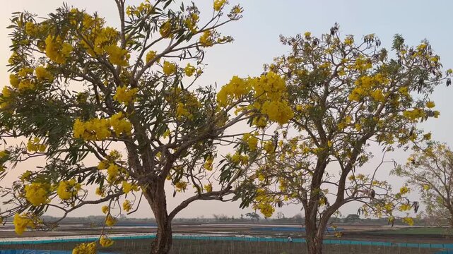 Yellow tabebuia trees blooming under a clear blue sky in open field