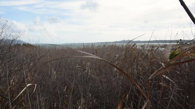Static video shot of dry brown reeds swaying in the gentle breeze along a lake Balaton coast on a cloudy day. Ideal nature background concept. Autumn peaceful season environment.